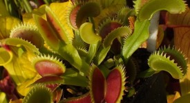 piante carnivore intervista