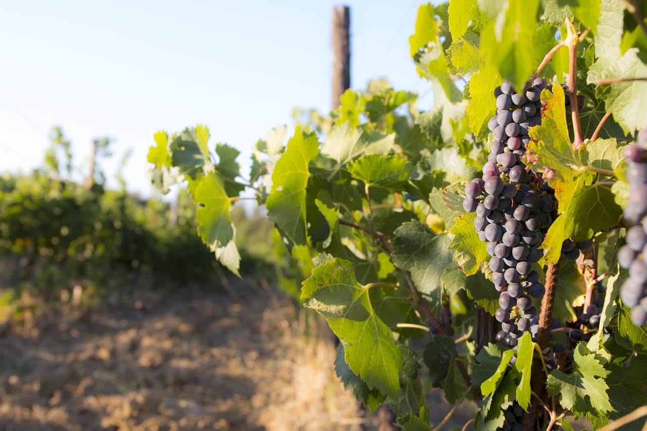 produzione di vino