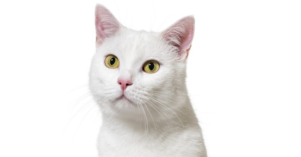 gatto